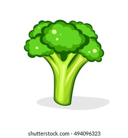 Broccoli. Vector illustration. isolated on white background. Fresh Vegetable. Vegetarian food