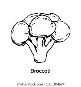 Broccoli vector illustration. broccoli line drawing