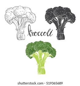 Broccoli. Vector illustration, sketch on a white  background. Isolated vector hand-drawn elements for your design.