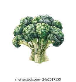 broccoli vector illustration in watercolor style