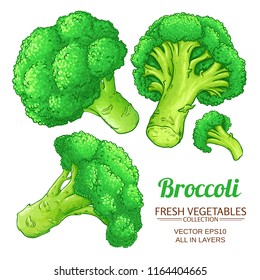 broccoli vector isolated