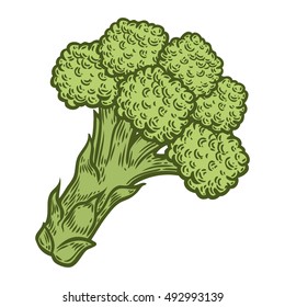 Broccoli vector. Isolated on white background. Broccoli food ingredient. Engraved hand drawn illustration in retro vintage style. Organic Food, sauce, dishes component