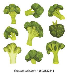 Broccoli Vector Set. Vegetable from Different Perspective Collection