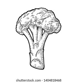 Broccoli. Vector vintage black engraving illustration. Isolated on white background.