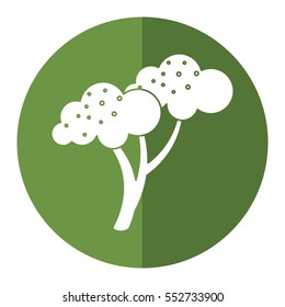 broccoli vegetable diet nutrition shadow