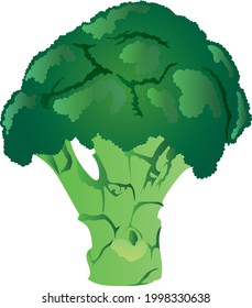 Broccoli vegetable food ingredient vector