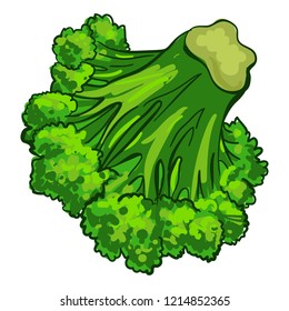Broccoli vegetable icon. Cartoon of broccoli vegetable vector icon for web design isolated on white background