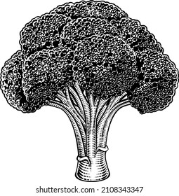 Broccoli vegetable illustration in a vintage retro woodcut etching style.