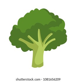 Broccoli vegetable isolated