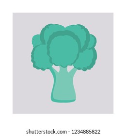 broccoli   vegetable   plant  