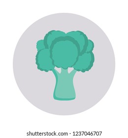 broccoli   vegetable   plant  