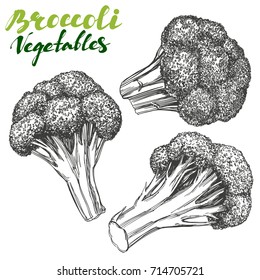 Broccoli  vegetable set. Detailed engraved. Vintage hand drawn vector illustration realistic sketch.