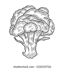 Broccoli vegetable sketch engraving vector illustration. T-shirt apparel print design. Scratch board style imitation. Black and white hand drawn image.