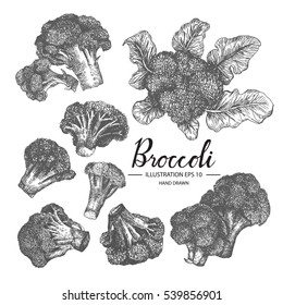 Broccoli - vegetable vector element collection via hand drawn illustration. Ink and pen sketch set.