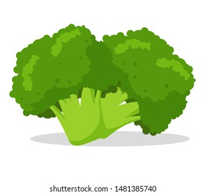 Broccoli Vegetable Vector Illustration Cute and bright cartoon isolate on white background.