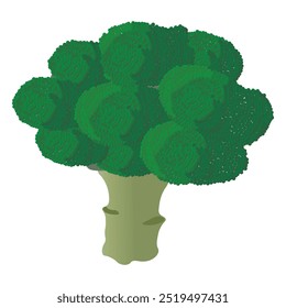 Broccoli vegetables icon vector illustration