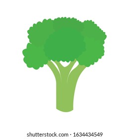 Broccoli vegetables vector illustration isolated on a white background