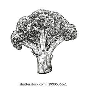 Broccoli in vintage engraving style. Healthy food sketch vector illustration