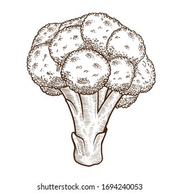 Broccoli Vintage handgezeichnet Vektorillustration