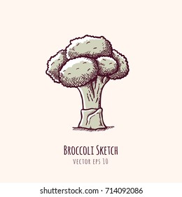 Broccoli vintage pencil sketch vector  illustration