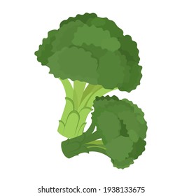 Broccoli, vitamin C source. Dietetic and vegetarian food composition. Trendy vector illustration, isolated on white. Good for web and print