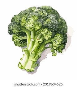 Broccoli, watercolor painting style illustration