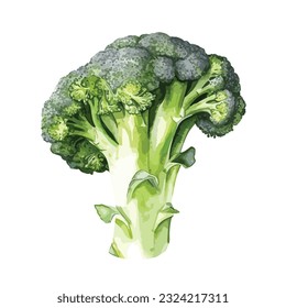 Broccoli watercolor. Vector illustration desing, isolated on white background, vector Broccoli 