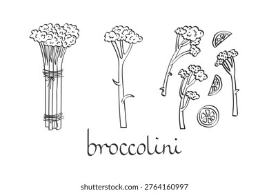 Broccolini set. Fresh, tied stems and cooked. Concept of healthy eating, plant-based nutrition, and natural organic food. Symbol of freshness, balanced diet, and modern wellness lifestyle.