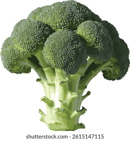 A Broccoliwith with Illustration file