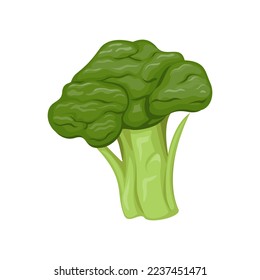 Broccolli vegetable object symbol cartoon illustration vector