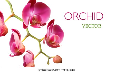 Brochure template design vector background, Orchid flower