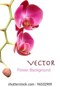 Brochure template design vector background, Orchid flower