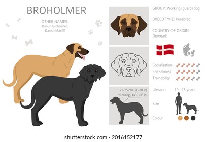 Broholmer clipart. Different coat colors and poses set.  Vector illustration