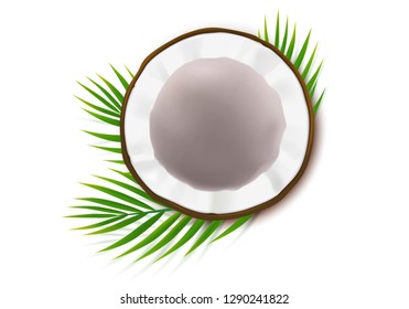 Broken coconut realistic vector, half coco nut with green palm leaves, isolated on white background, top view. Design element for food packaging, ingredient for natural organic cosmetics.