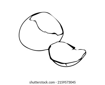 broken egg hatched chick background isolated  hand drawn 