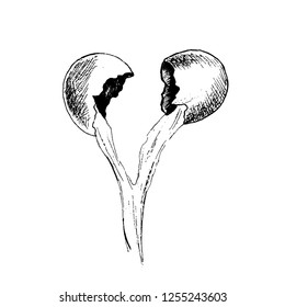Broken egg shells painted sketch black white, hand drawn isolated on a white background vector