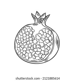 Broken pomegranate fruit hand drawn vintage sketch. Graphic image of healthy organic food. Pomegranate with seeds isolated vector illustration