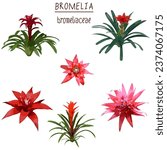 bromelia bromeliad flower leaf tropical isolated illustration vector watercolor