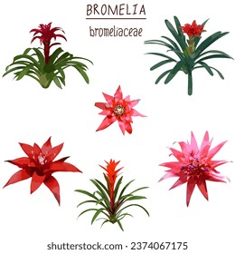 bromelia bromeliad flower leaf tropical isolated illustration vector watercolor