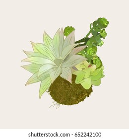 Bromeliads in hanging basket  , popular indoor plant , sketch vector.