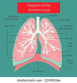 1,645 Pleura Images, Stock Photos & Vectors | Shutterstock