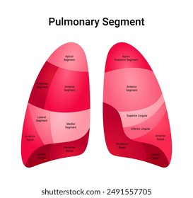 Bronchopulmonary Lung Segment Anterior View