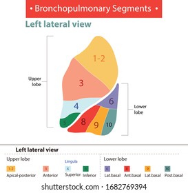 Bronchopulmonary segments left lateral view