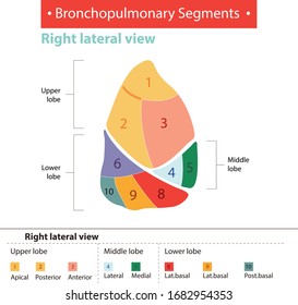 bronchopulmonary segments right lateral view