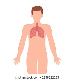 Bronchus trachea organ illustration. Male silhouette with lungs isolated on white background. Anatomy, medicine concept. Bronchus trachea vector illustration