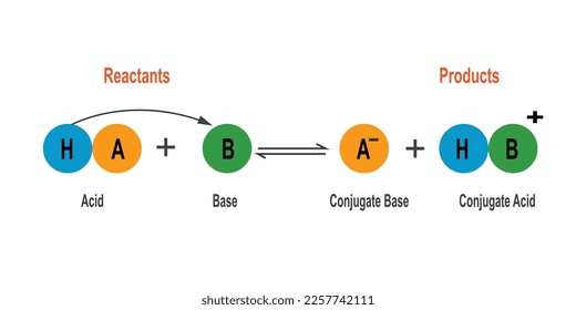 Bronsted Lowry acid base theory. Scientific vector illustration on white background.