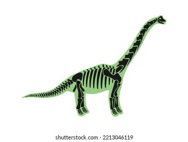 Brontosaurus Dinosaur skeleton Prehistoric Animal. Vector illustration