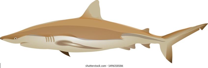 Bronze Whaler Shark, Demersal, Marine Fish - Vector