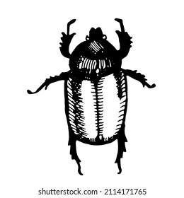 Bronzovki subfamily of beetles of the lamellar family, linear vector drawingvector drawing. Naturalness of nature, beautiful beetle, ecology. White and black background colors
