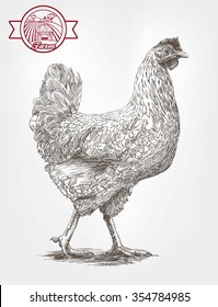 brood-hen. sketches made by hand on a gray background